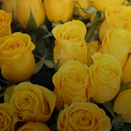 Yellow Roses